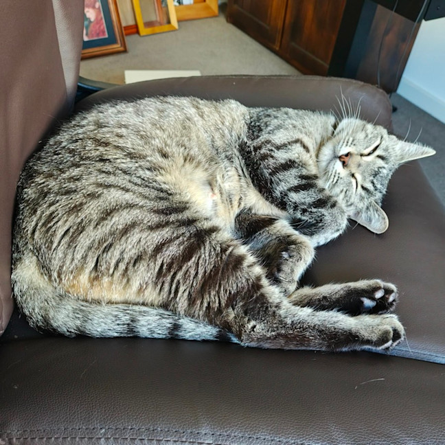 Photo of Marceline   In Foster Care In Preston