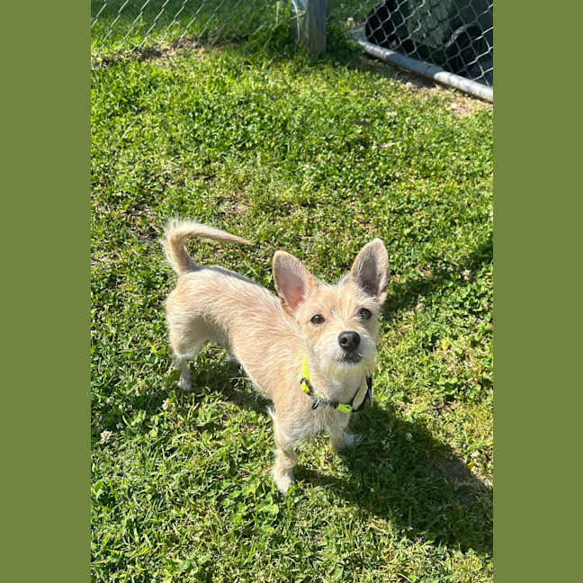 Photo of Tiddle