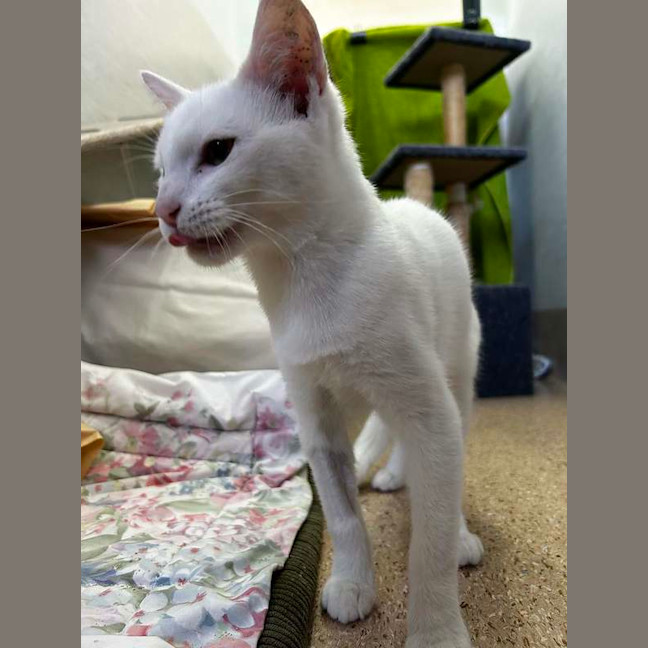 Photo of Casper