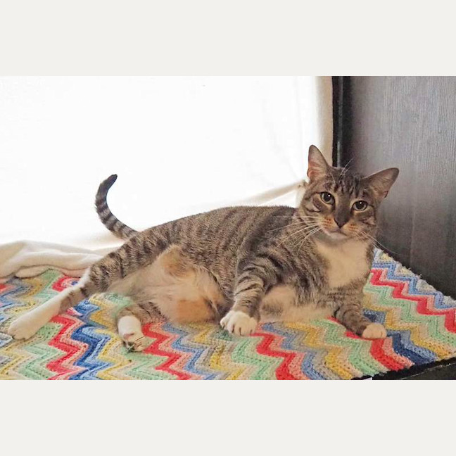 Photo of Pepper