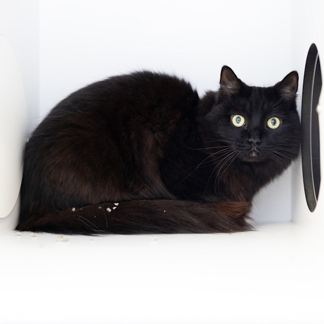 Photo of Twinkie