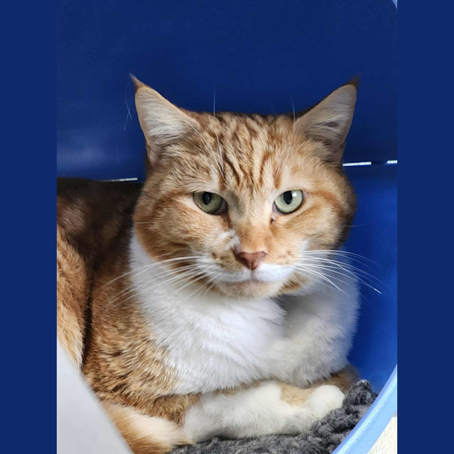 Photo of 🍝 Maccaroni 6402 🍝