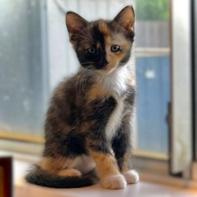 Photo of Tikka
