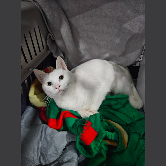 Photo of Minnie Me