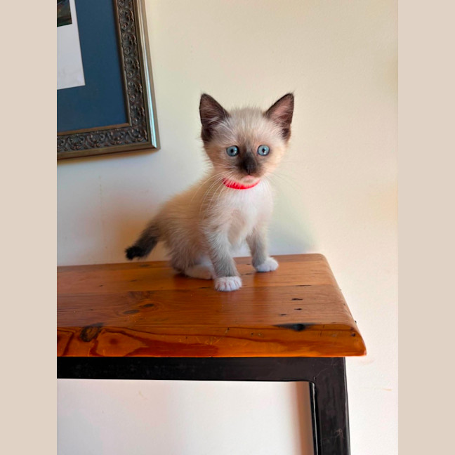 Photo of Reggie