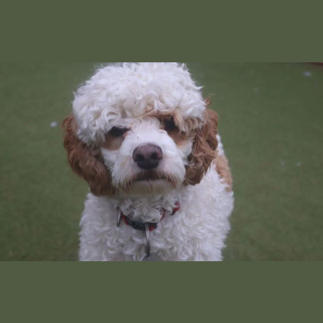 Photo of Muffin 