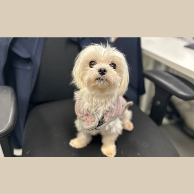Photo of Nugget