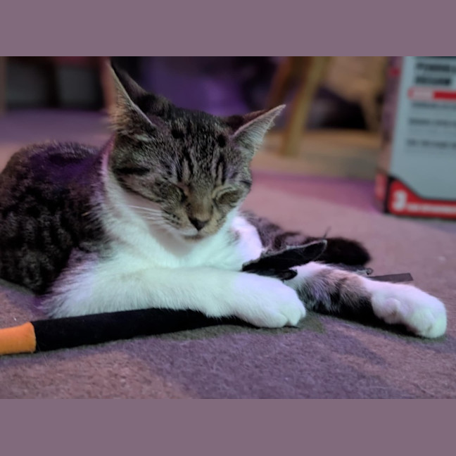 Photo of Atlas **2nd Chance Cat Rescue**