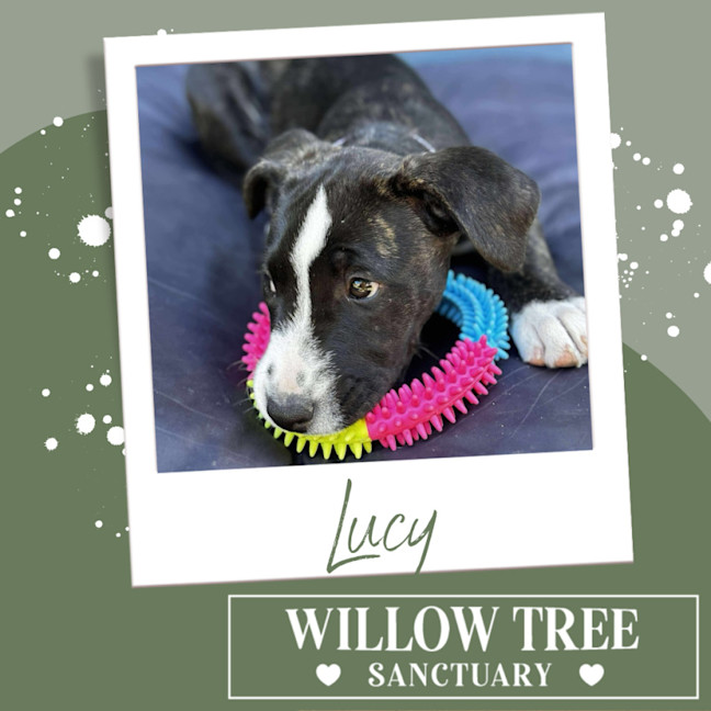 Photo of Lucy