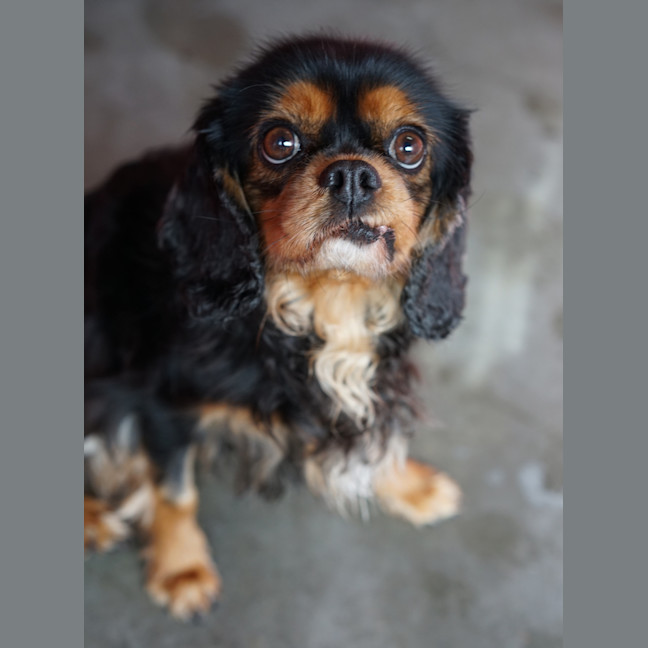 Photo of Penny