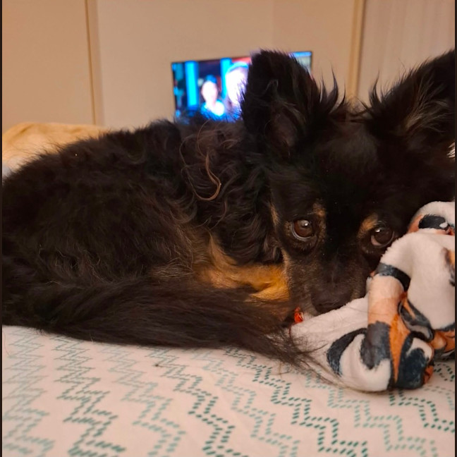 Photo of Cuddles