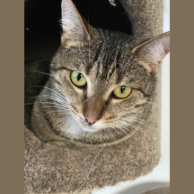 Photo of Wren