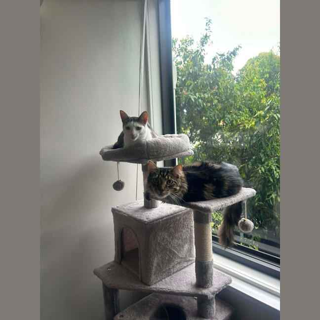 Photo of ✨ Coco & Nemo ✨