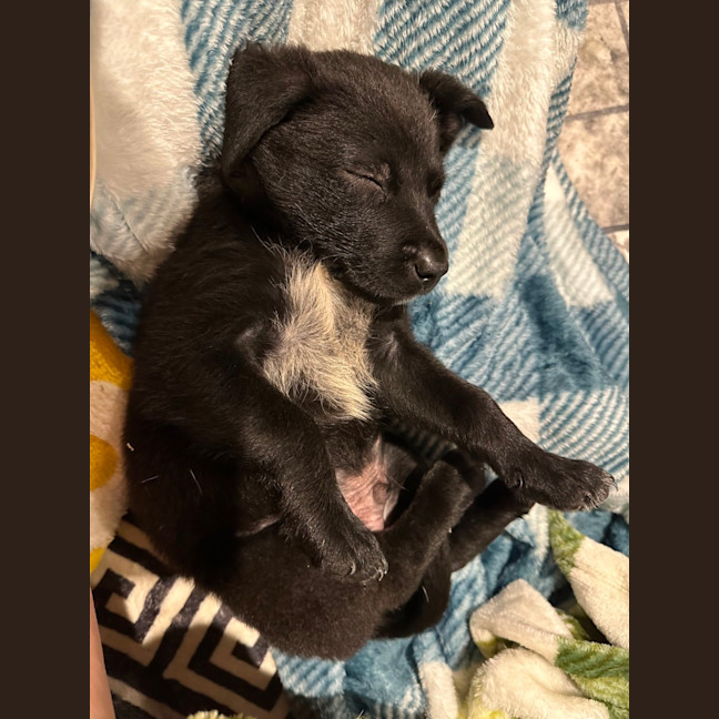 Photo of Taz   8 Week Old Cattle Dog X Kelpie