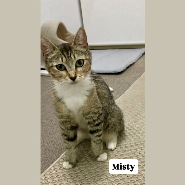 Photo of Misty