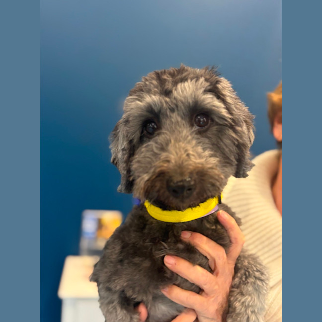 Photo of Nora   14 Month Old Dachshund X Poodle