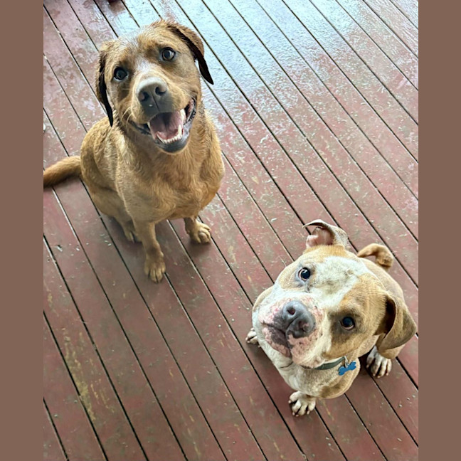 Photo of Scooby   2 Year Old American Bulldog