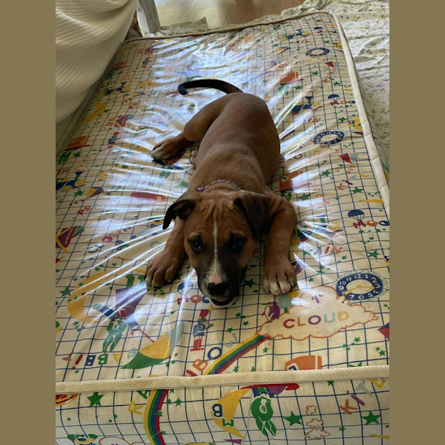 Photo of Darla   11 Week Old Kelpie X