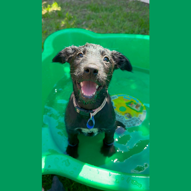 Photo of Ivy   8 Week Old Wolfhound X