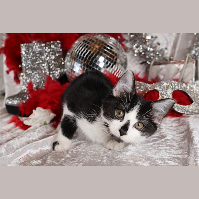 Photo of Foxtrot