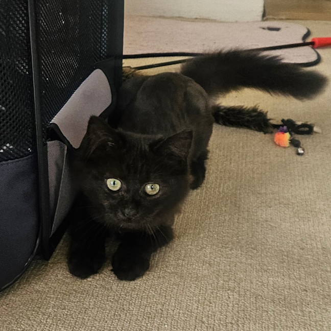 Photo of Noir
