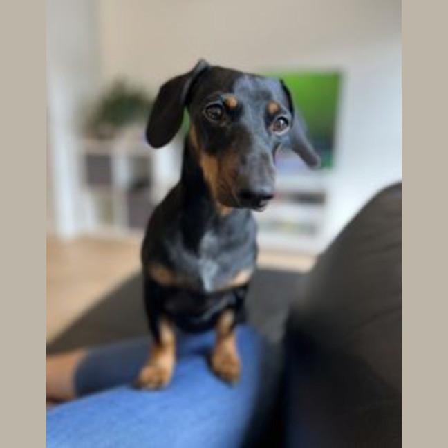 Photo of Frankie