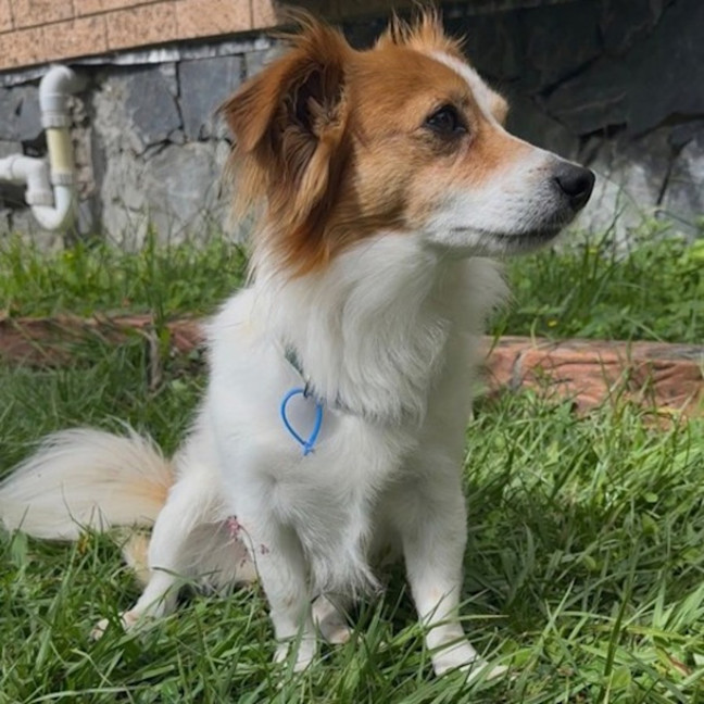 Photo of Jax 