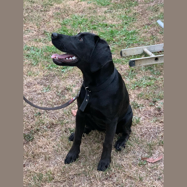 Photo of Luna