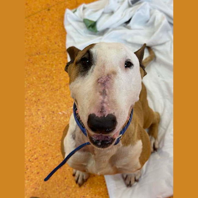 Photo of Indy