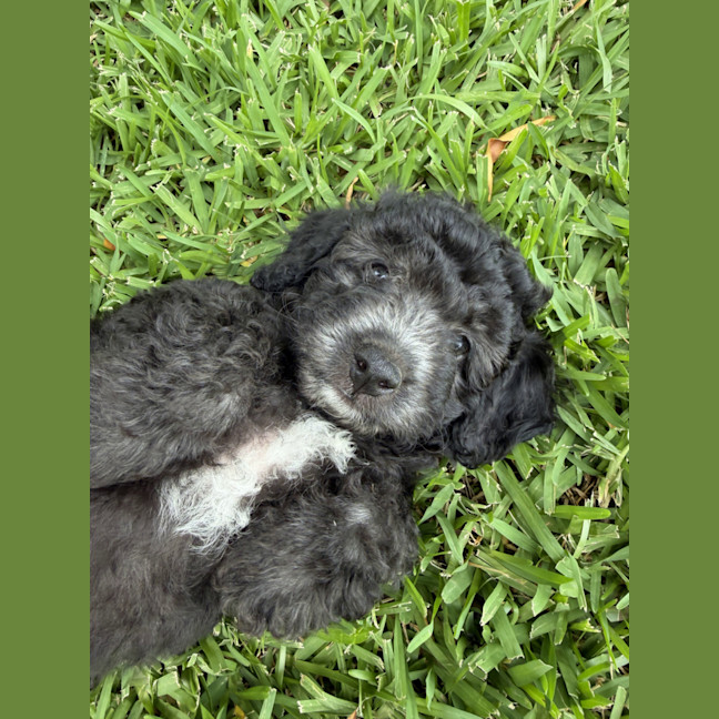 Photo of Baxter