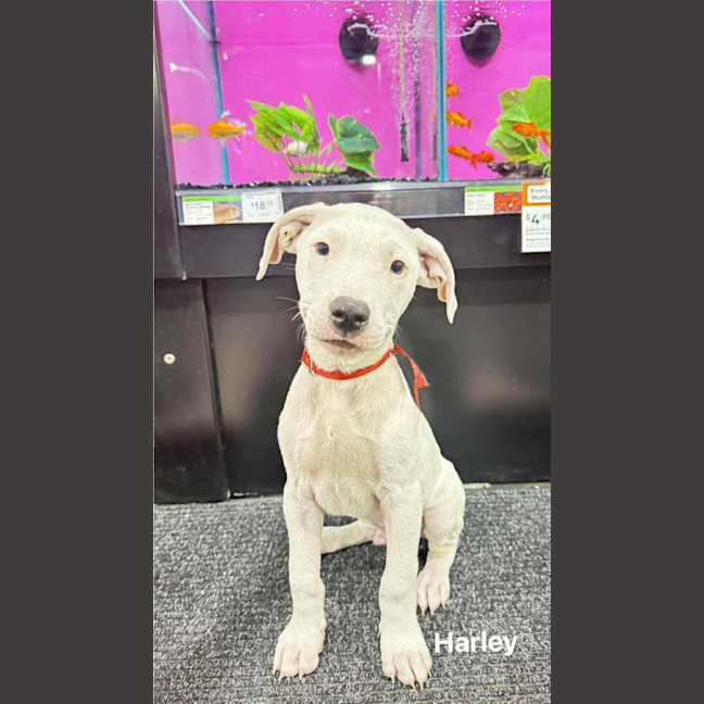 Photo of Harley