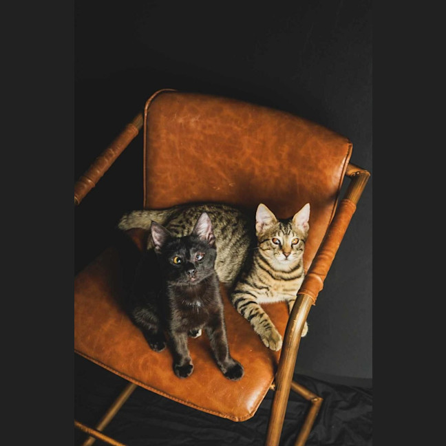 Photo of Blackie