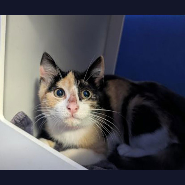 Photo of Little Wonder