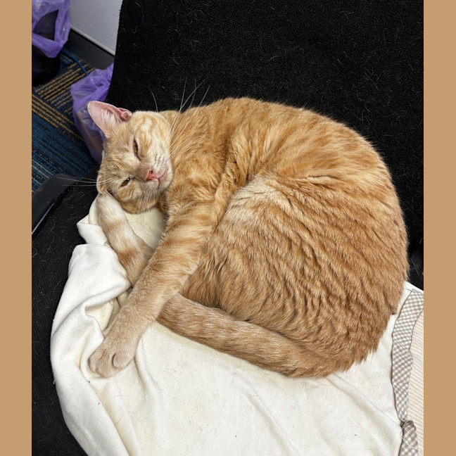 Photo of Loki