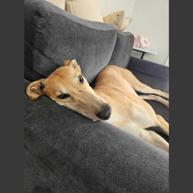 Photo of Ollie, The Greyhound