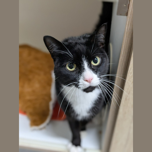 Photo of ⛳ Melvin 5886 ⛳