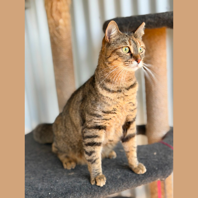 Photo of Zelda