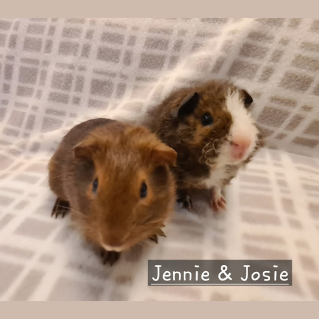 Photo of Jennie & Josie