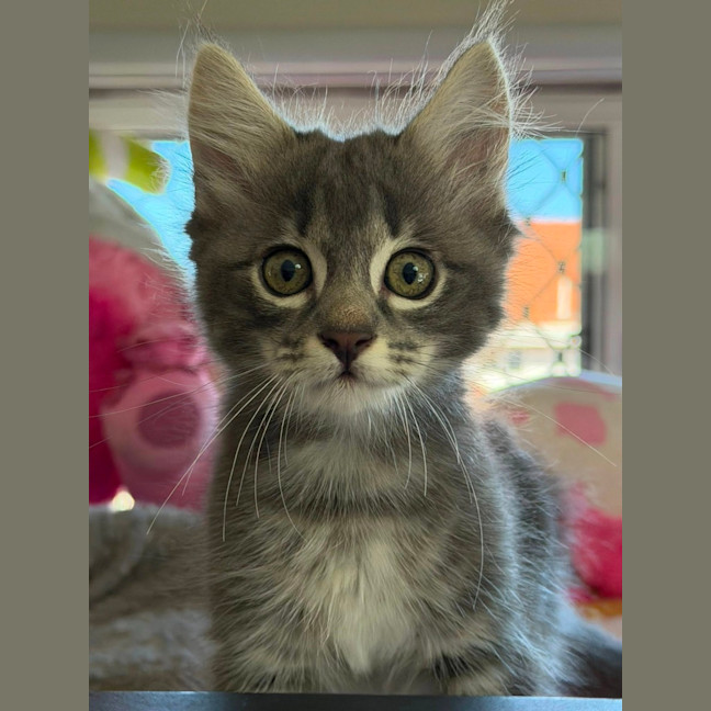 Photo of Winston