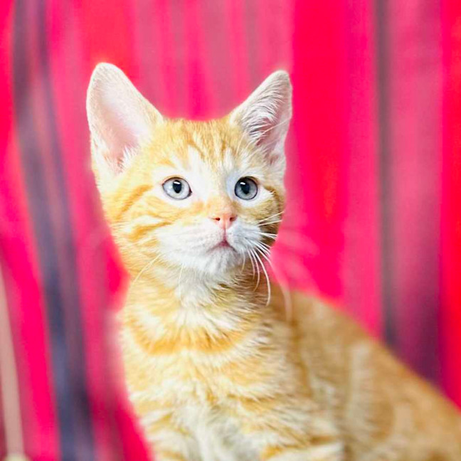 Photo of Cheeto (Located In Preston)