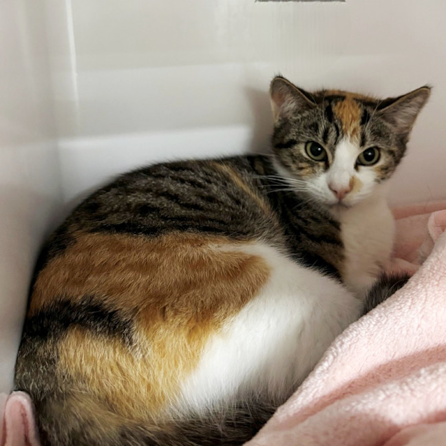 Photo of Moss Suk013740