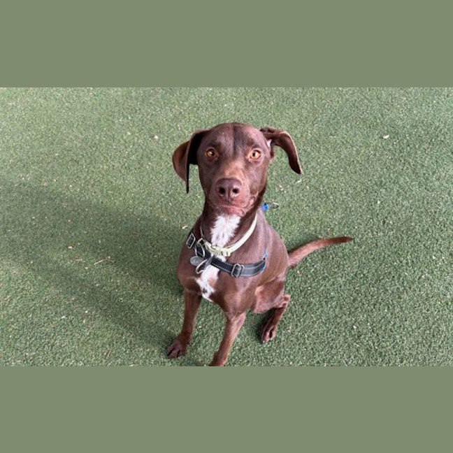 Photo of Chipper