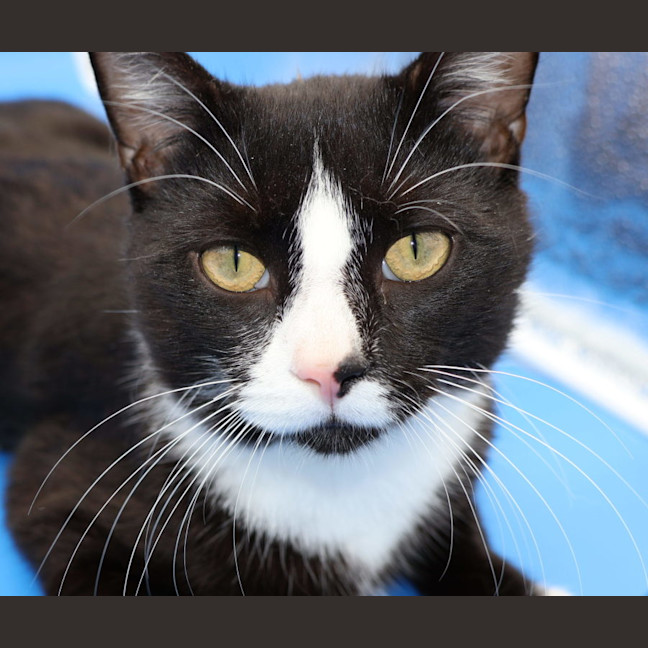 Photo of Captain   Available Pet Quarters Broadmeadow