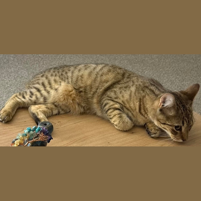 Photo of Trixie   9 Month Old Domestic Short Hair