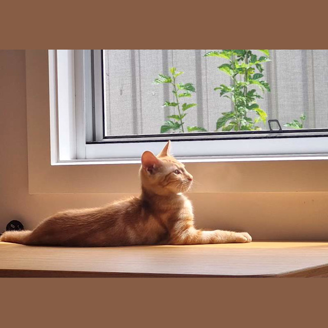 Photo of Maverick