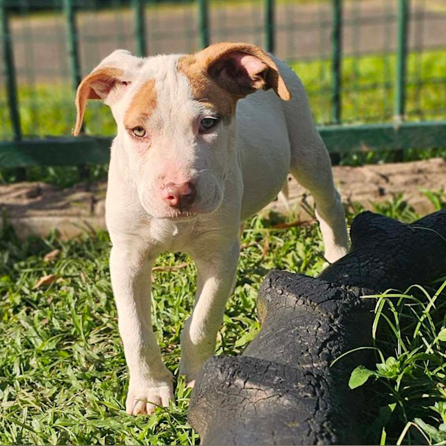 Photo of Domino