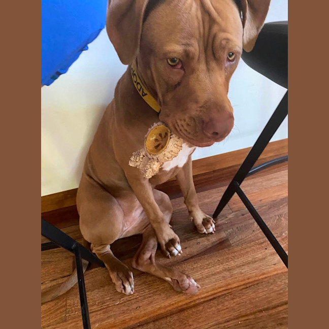 Photo of Tutu