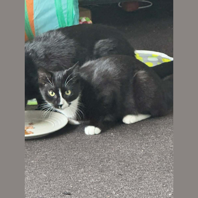 Photo of Morgan *9 Lives Project Rescue*