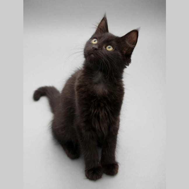 Photo of Jet