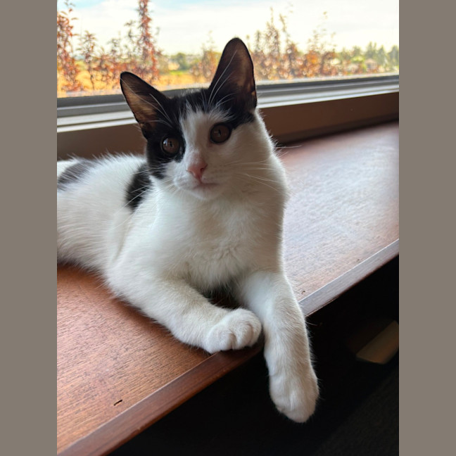 Photo of Candy Cane
